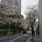 日本料理「雲海」 - こちらの坂も「桜坂」と言うのだそう。アクセンチュアの日本ヘッドや米国大使館、ジャパネットたかたの東京オフィスなどがある近くですねぇ。