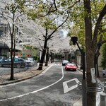 日本料理「雲海」 - あたりの道は桜のトンネルのようになってて、見ごたえも美しさも抜群♪