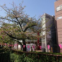 ナポリ、アマルフィ料理 Ti picchio 中目黒 - 
