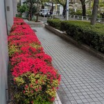 たいやき ひいらぎ - ビル横、桜も葉っぱが出てきてつつじが始まってます。