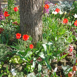 トラットリア・イタリア - チューリップが咲く春の公園