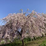麺庵ちとせ - 一夜城跡、しだれ桜2024.4.14  ヨロイズカファームさんにて。