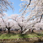 Samusuingu - 弘前公園の美しい桜のトンネルです