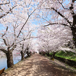 LE CHOCOLAT - 快晴で満開の美しい桜のトンネルです