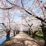 LE CHOCOLAT - 快晴で満開の美しい桜のトンネルです