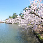 サロンドカフェアンジュ - 弘前公園の西濠の満開の桜です