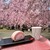 高見の郷 天空茶屋 - 料理写真:桜ロールと桜ラテセット¥1,000