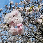 Yokohamaramemmasagoya - 近所の大岡川の桜