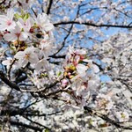 Yokohamaramemmasagoya - 近所の大岡川の桜