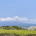 Sano Seichajyo - 枝垂れ桜と富士山