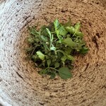 レヴォ - 富山湾のカワハギは軽く酢締めして肝でを和えて。山野草は山葵、芹、ルッコラ、三つ葉と木の実が載ります。