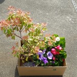 キッチン ブルー グローブ - 購入商品、しだれ桜は売り切れ！