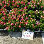 キッチン ブルー グローブ - 近くのJA東京、ベゴニアと