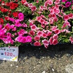 キッチン ブルー グローブ - ペチュナアにしました