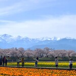 ドライブインきんかい - 春の四重奏。残雪、桜、菜の花、チューリップ。