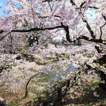 ポルトブラン - 快晴で満開の美しい桜です