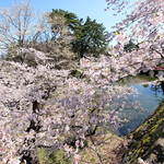 Poruto Buran - 快晴で満開の美しい桜です