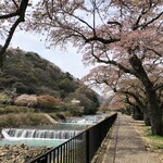 箱根 てゑらみす - 宮城野の桜 ②