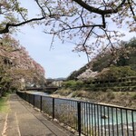 箱根 てゑらみす - 宮城野の桜 ③