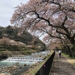 箱根 てゑらみす - 宮城野の桜 ①