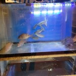 居酒屋えふわん - 店内