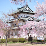 喫茶 北の郭 - 弘前城の天守閣と快晴で満開の桜です