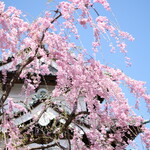 喫茶 北の郭 - 弘前城の天守閣と快晴で満開の桜です