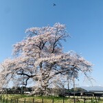 天ぷら 佐久間 - A：万燈桜
　樹齢：270年
　番付：エドヒガンなので枝垂の番付には登場しませんが1本桜番付では、西前頭11枚目
　※ 右下に見える雪山が安達太良山。