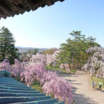 喫茶 北の郭 - 弘前城の天守閣からの快晴で満開の桜です