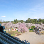 喫茶 北の郭 - 弘前城の天守閣からの快晴で満開の桜です