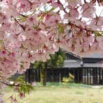 福助 - 車で少しのところ。となみ散居村ミュージアムの桜。