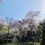 天ぷら 佐久間 - G：蓮華寺の桜
　樹齢：300年
　番付：無し