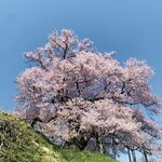 天ぷら 佐久間 - I ：茶園の桜
　樹齢：800年
　番付：1本桜で東前頭3枚目