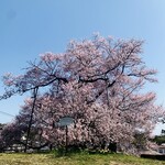 天ぷら 佐久間 - I ：茶園の桜
　樹齢：800年
　番付：1本桜で東前頭3枚目