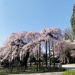 天ぷら 佐久間 - C：円東寺の桜
　樹齢：400年
　番付：西関脇