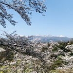 天ぷら 佐久間 - H：霞ケ城公園
　ソメイヨシノ2500本+安達太良山をバックに桜が見え萌え萌え。