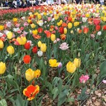 勝烈庵 - 参考.横浜公園のチューリップ