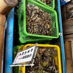 かきの館 寺岩 - お土産にカキ小町とアサリ