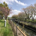 登治うどん - 桜は葉桜