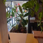 洋食堂やましげ - 鉢植