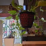 洋食堂やましげ - 観葉植物