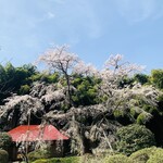 Marushin - ・雪村桜
      　樹齢：400年
      　番付：東前頭7枚目