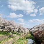 Marushin - ・三春駅近くの桜並木