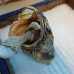 noma - 鱈のアゴ下