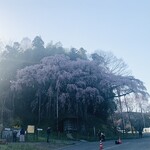 蕎麦切り あなざわ - ② 紅枝垂地蔵桜
　 樹齢：400年
　 番付：東横綱