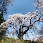 蕎麦切り あなざわ - ⑥ 八十内かもん桜
　 樹齢350年
　 番付：東小結