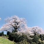 蕎麦切り あなざわ - ⑨ 光岩寺の桜
　 樹齢：200年
　 番付：西前頭11枚目