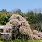 蕎麦切り あなざわ - ⑫ 横田陣屋御殿桜
　 樹齢：300年
    番付：西関脇