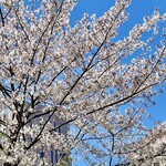 Kouyamembou - 青い空に映える満開の桜　お茶の水にも春が来ました