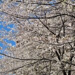Kouyamembou - 外堀通沿いの順天堂の脇は桜満開でいつまでも眺めていたい気分ですがお腹ペコペコですｗ